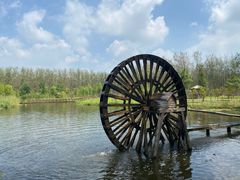 -合肥滨湖国家森林公园