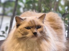-豆逗聊愈猫阁Easy Life