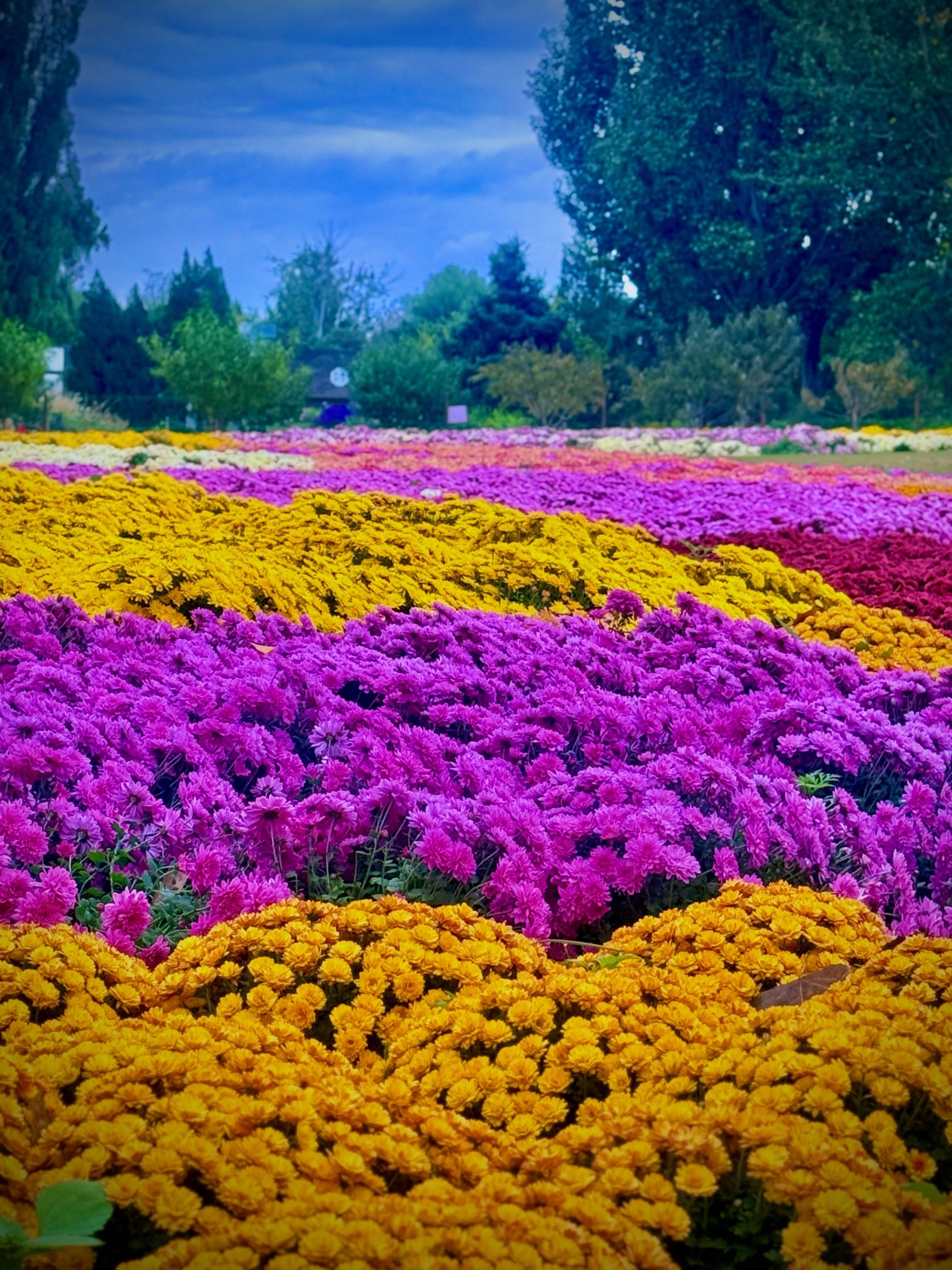 美到窒息🌟植物园新晋网红菊花海惊艳来袭