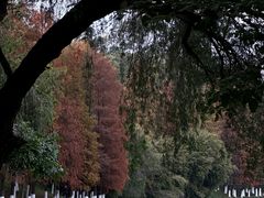 -番禺大夫山森林公园