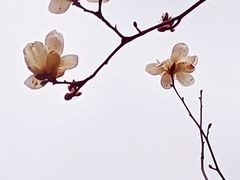 -新江湾城公园