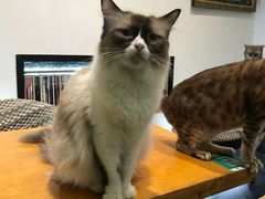 -猫色咖啡·猫咖