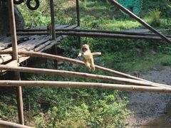 -西双版纳原始森林公园