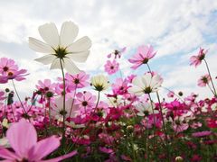 -花开海上生态园