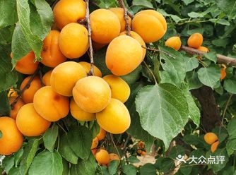 6月13日，大兴世界月季主题园出来，打算前往东辛屯民