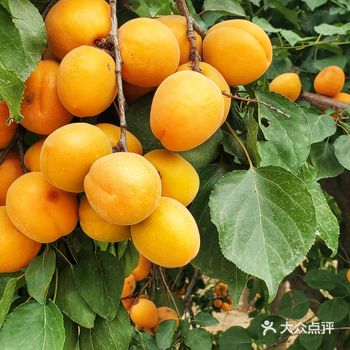 6月13日，大兴世界月季主题园出来，打算前往东辛屯民