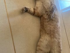 -瑞派·关忠动物医院·猫专科·犬专科(三环新城店)
