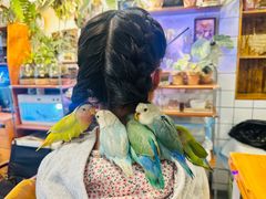 -吉丁鸟咖·异宠·寄养