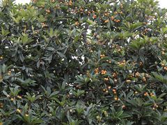 -塘栖枇杷特色园区