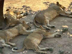 -西霞口神雕山野生动物世界