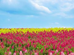 -径山花海