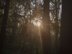 -合肥滨湖国家森林公园