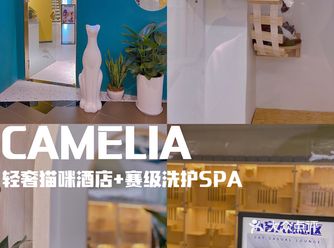 爱马仕级别猫咪会所!铲屎官快来~