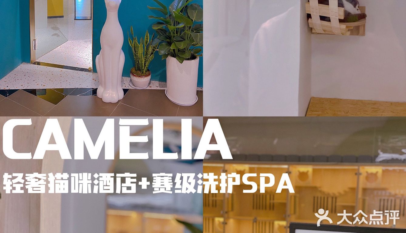 爱马仕级别猫咪会所！铲屎官快来～