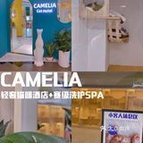 爱马仕级别猫咪会所！铲屎官快来～