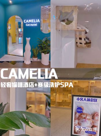 爱马仕级别猫咪会所！铲屎官快来～