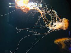 -成都浩海立方海洋公园