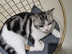 -藏猫猫咖啡主题馆(中央大道店)