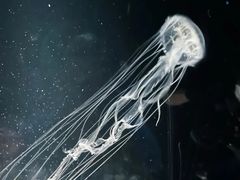 -大阪海游馆