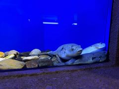 -上海海洋水族馆