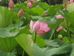 -荷塘月色湿地公园·向阳花洲