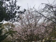 -南山植物园
