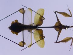 -上海昆虫博物馆