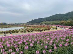 -径山花海