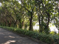-大湾区中央湿地公园