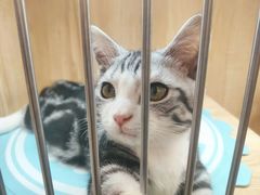 -山宅一喵德文卷毛猫舍