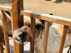 -北京鹿世界主题园