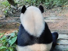-广州长隆野生动物世界