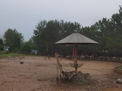 -大连森林动物园