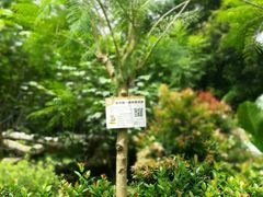 -南宁良凤江国家森林公园