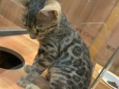 -袖虎·猫馆(体育西路店)