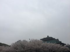 景点-武汉大学-樱园