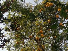 -口岸雕花楼