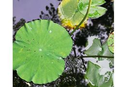 -东山风景区(洞庭东山)