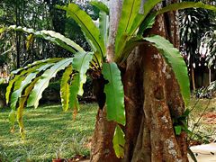 -瑞丽独树成林风景区