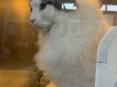 -宠颐生斯嘉宠物医院·急重症·心内科(谷阳北路分院)