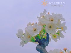 -树山生态村