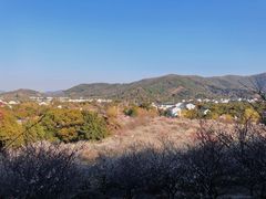 -香雪海