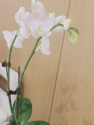 -广东韩妃整形外科医院
