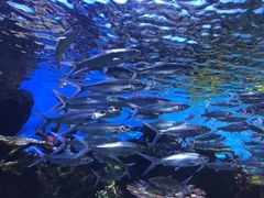 -华夏文旅海洋公园