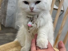 -楼上猫咖(罗湖店)