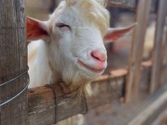 -北京鹿世界主题园