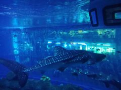 -成都浩海立方海洋公园