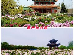 -曹州牡丹园