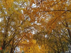 -三里屯东五街银杏大道