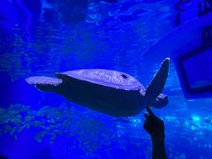 -成都浩海立方海洋公园